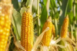 Corn