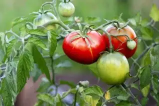 Tomato 1