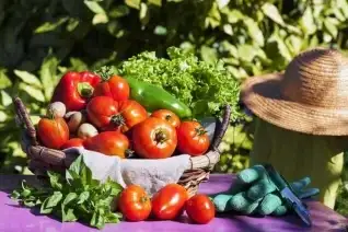 Vegetable 1